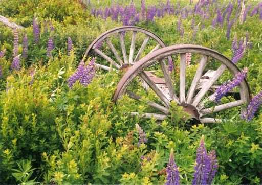 Old Wagon Wheels Wall Decal