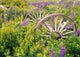 Old Wagon Wheels Wall Decal