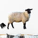 Schwarzkopf Sheep Wall Decal