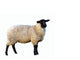Schwarzkopf Sheep Wall Decal