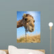 Camel Wall Decal