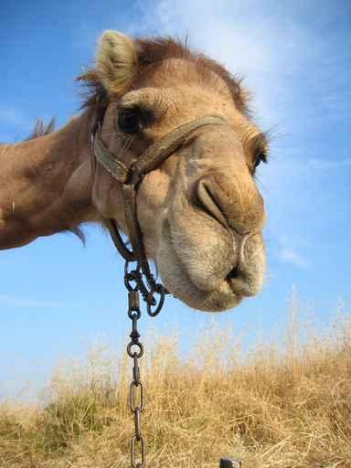 Camel Wall Decal