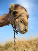 Camel Wall Decal