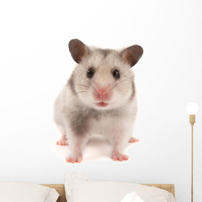 Hamster Wall Decal shown on a wall