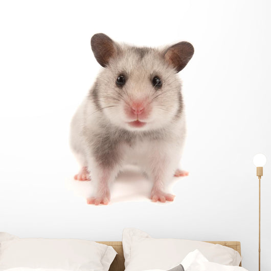 Hamster Wall Decal