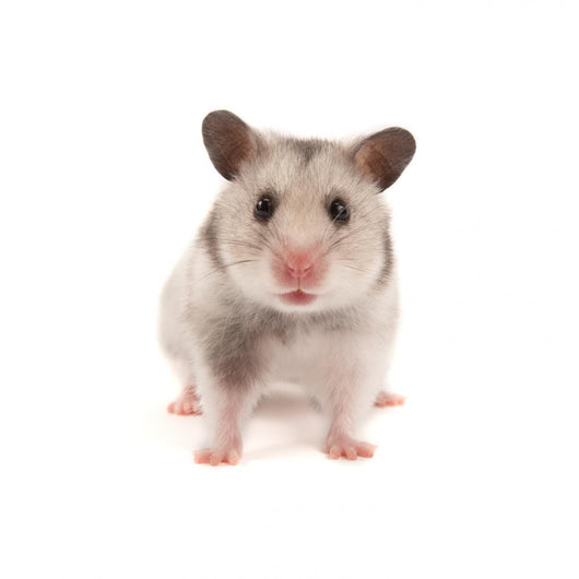 Hamster Wall Decal
