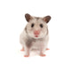 Hamster Wall Decal