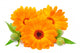 Calendula Flower Wall Decal
