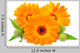 Calendula Flower Wall Decal