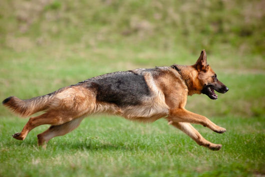 German Shepherd Action Wall Decal