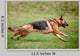 German Shepherd Action Wall Decal