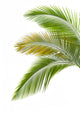 Three Palm Tree Leaves Wall Decal