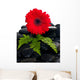 Red Gerbera Flower Wall Decal
