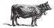 Swiss Cattle Breed Vintage Wall Decal
