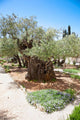 Garden Gethsemane Jerusalem Israel Wall Decal