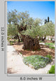 Garden Gethsemane Jerusalem Israel Wall Decal