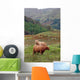 Highland Cattle Wall Decal