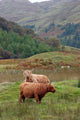 Highland Cattle Wall Decal
