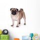 Pug Dog White Wall Decal