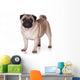 Pug Dog White Wall Decal