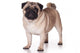 Pug Dog White Wall Decal