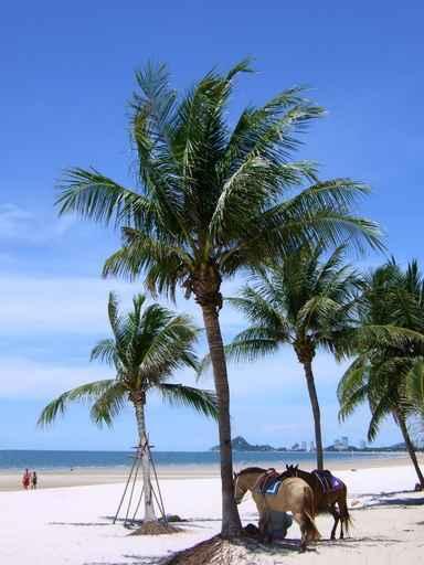 Hua Hin 2 Wall Decal