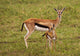 Thompson Gazelle with Baby Wall Decal