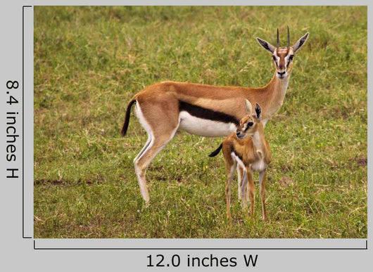Thompson Gazelle with Baby Wall Decal
