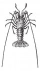 Crayfish or Crawdads Vintage Wall Decal