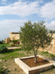 Olive Tree Mountain Nebo Wall Decal