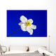 Sky Blue Wall Decal