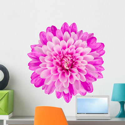 Pink Chrysanthemum Flower White Wall Decal shown on a wall
