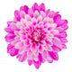 Pink Chrysanthemum Flower White Wall Decal
