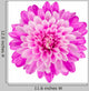 Pink Chrysanthemum Flower White Wall Decal