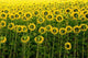 Champ Tournesol Dos Wall Decal