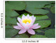 Water Lily Wall Decal