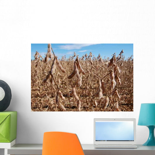 Plantacao Soja Madura Wall Decal