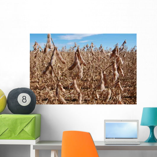 Plantacao Soja Madura Wall Decal