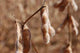 Soy Planting Mature Wall Decal