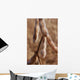 Plantacao Soja Madura Close-up Wall Decal