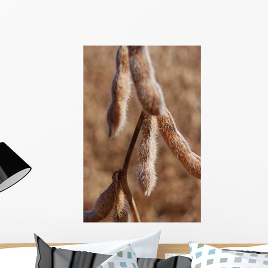 Plantacao Soja Madura Close-up Wall Decal