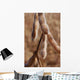 Plantacao Soja Madura Close-up Wall Decal