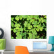 Irish Shamrock Wall Decal