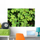 Irish Shamrock Wall Decal