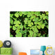 Irish Shamrock Wall Decal