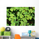 Irish Shamrock Wall Decal