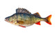 Freshwater Perch Wall Decal