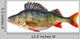 Freshwater Perch Wall Decal