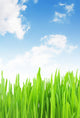 Grass Against the Sky Landscape Wall Decal