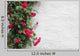 Climbing Roses White Wall Wall Decal